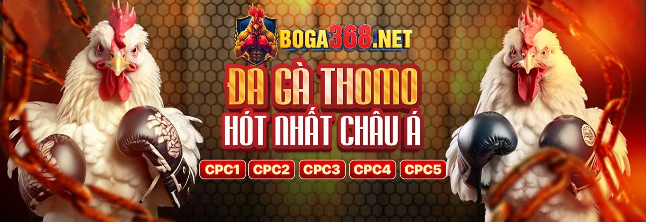 Hướng dẫn đăng ký và đặt cược đá gà tại mv66 game